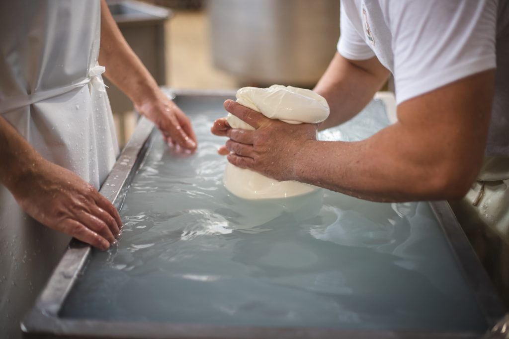 Buffalo Milk Mozzarella Production